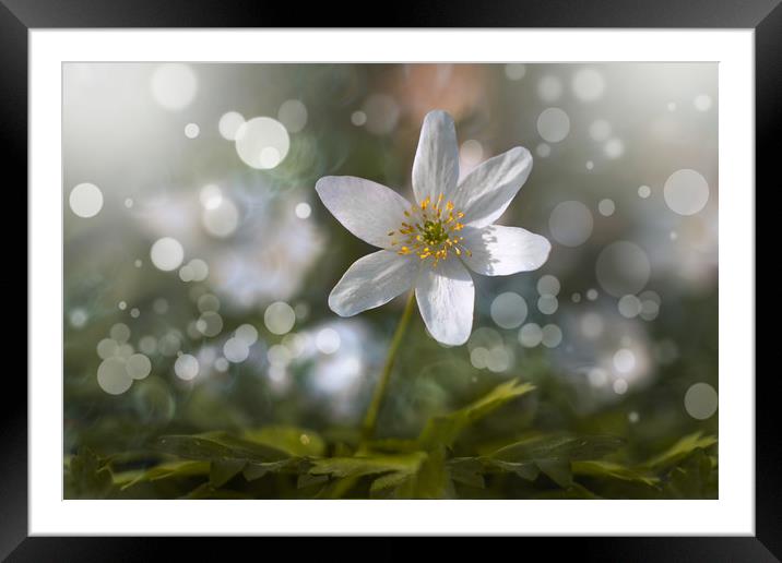 Spring flower anemone nemorosa. Framed Mounted Print by Karina Knyspel