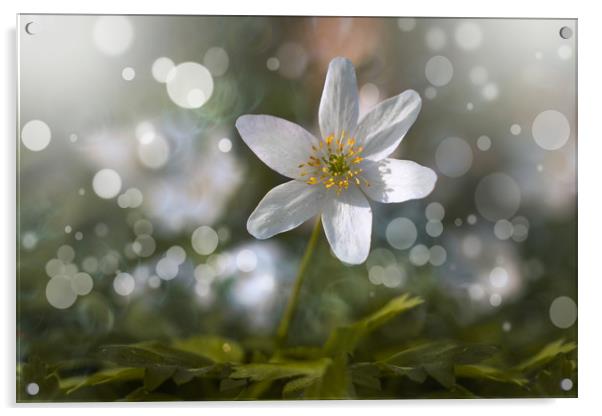 Spring flower anemone nemorosa. Acrylic by Karina Knyspel