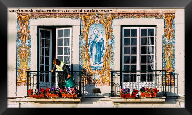 Man Watering Plants on Balcony, Portugal Framed Print by Alexandre Rotenberg
