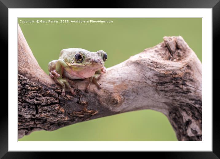 White Tree Frog, perched on a branch Framed Mounted Print by Gary Parker