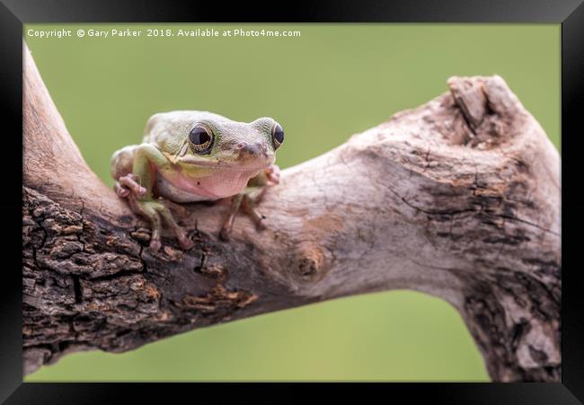 White Tree Frog, perched on a branch Framed Print by Gary Parker