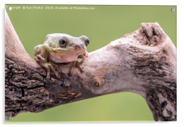 White Tree Frog, perched on a branch Acrylic by Gary Parker
