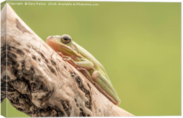 White Tree Frog, perched on a branch  Canvas Print by Gary Parker