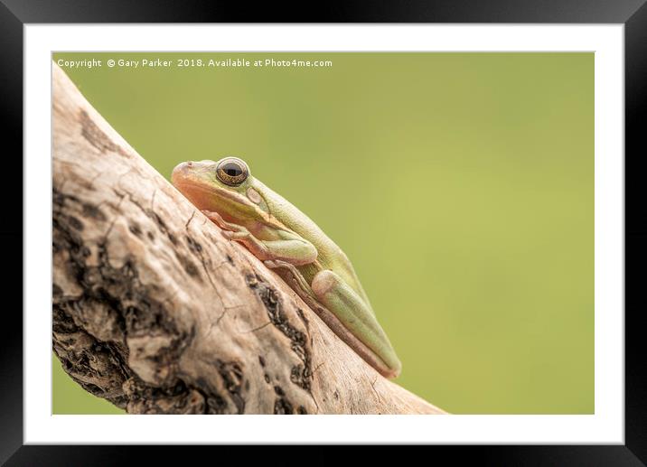 White Tree Frog, perched on a branch  Framed Mounted Print by Gary Parker
