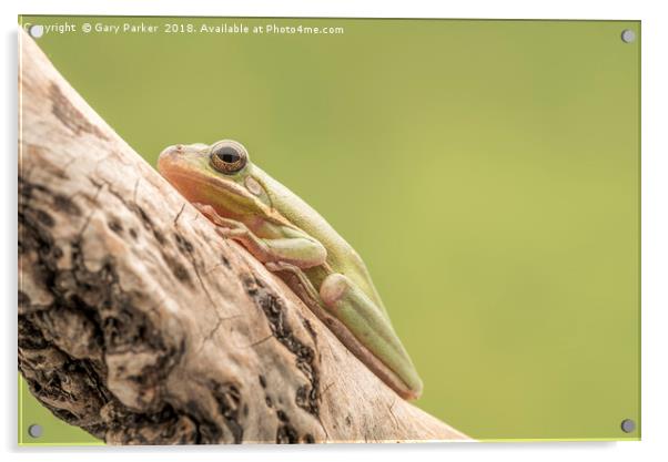 White Tree Frog, perched on a branch  Acrylic by Gary Parker