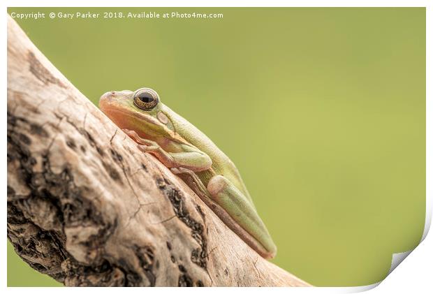White Tree Frog, perched on a branch  Print by Gary Parker