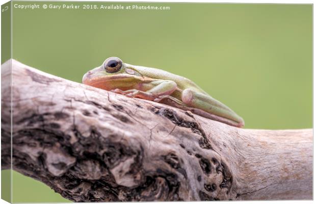 White Tree Frog, perched on a branch Canvas Print by Gary Parker