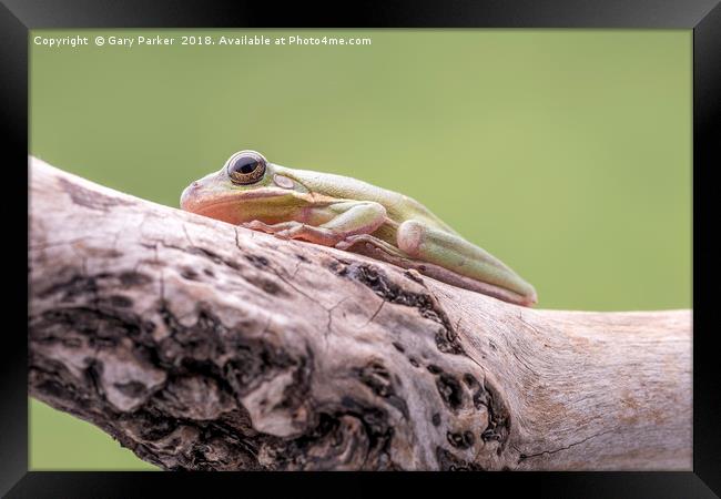 White Tree Frog, perched on a branch Framed Print by Gary Parker