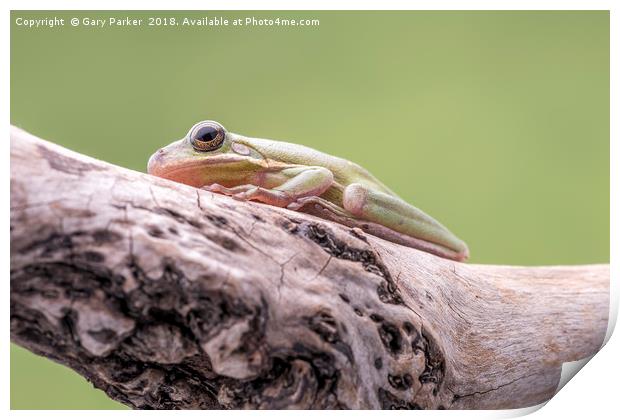 White Tree Frog, perched on a branch Print by Gary Parker