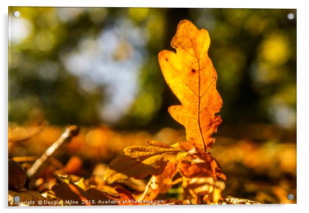 Oak Leaf in the Sun Acrylic by Douglas Milne