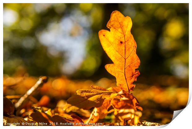 Oak Leaf in the Sun Print by Douglas Milne