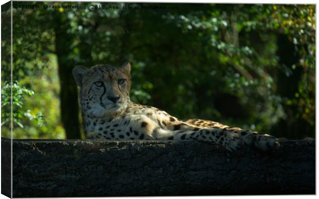 Resting Cheetah Canvas Print by rawshutterbug 
