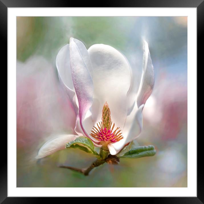 Magnolia flower. Framed Mounted Print by Karina Knyspel
