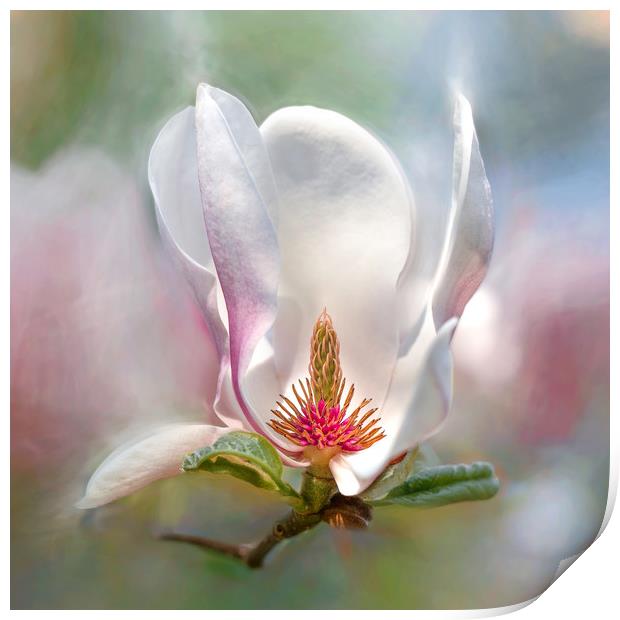 Magnolia flower. Print by Karina Knyspel