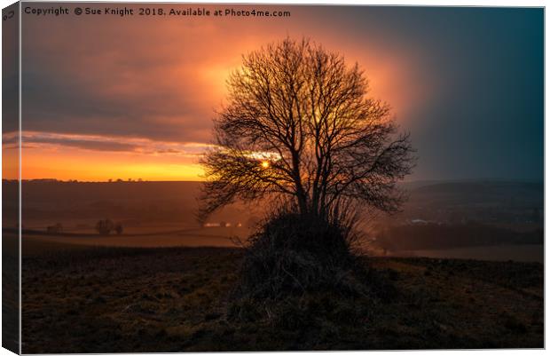 Sunset and trees, Lower Ansty  countryside, Dorset Canvas Print by Sue Knight