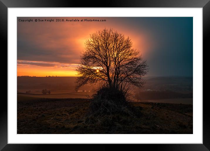 Sunset and trees, Lower Ansty  countryside, Dorset Framed Mounted Print by Sue Knight