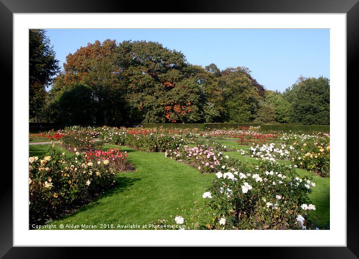Rose Garden At Greenwich Park   Framed Mounted Print by Aidan Moran