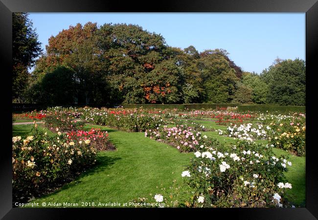 Rose Garden At Greenwich Park   Framed Print by Aidan Moran