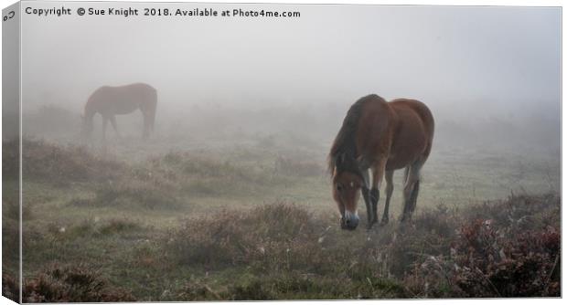 New Forest Ponies in the mist  Canvas Print by Sue Knight