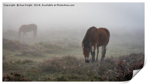 New Forest Ponies in the mist  Print by Sue Knight