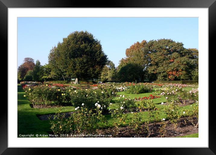 Rose Garden At Greenwich Park, London    Framed Mounted Print by Aidan Moran