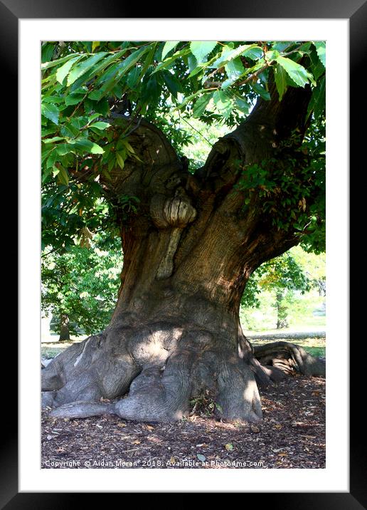 Sweet Chestnut Tree in Greenwich Park, London   Framed Mounted Print by Aidan Moran