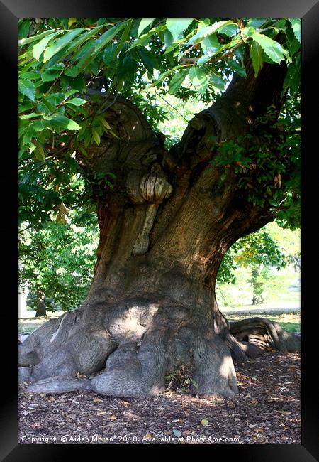 Sweet Chestnut Tree in Greenwich Park, London   Framed Print by Aidan Moran