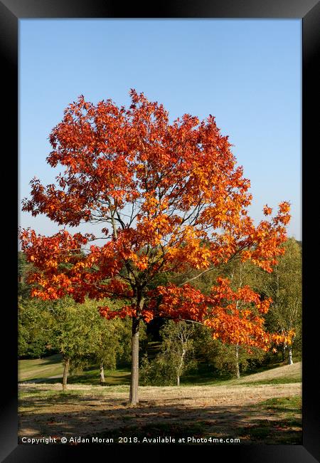 Autumn Colours in Greenwich Park, London   Framed Print by Aidan Moran