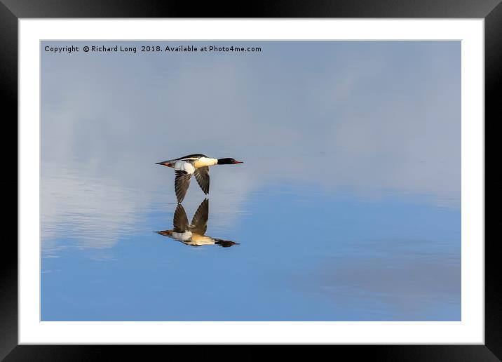 Goosander touching reflection in flight over water Framed Mounted Print by Richard Long