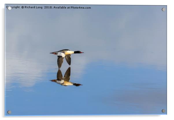 Goosander touching reflection in flight over water Acrylic by Richard Long
