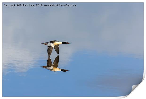 Goosander touching reflection in flight over water Print by Richard Long