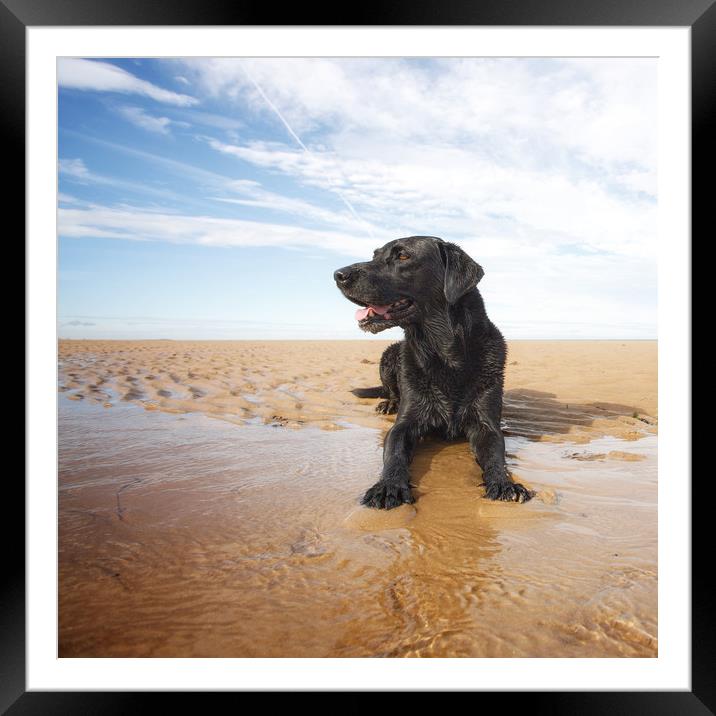 Beach Dog Framed Mounted Print by Simon Wrigglesworth