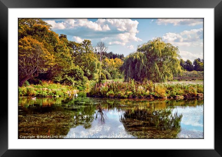 "Early Autumn reflections in the park lake" Framed Mounted Print by ROS RIDLEY