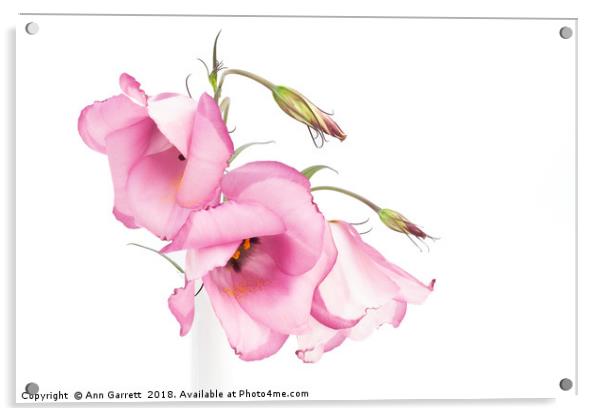 Pink Lisianthus Acrylic by Ann Garrett