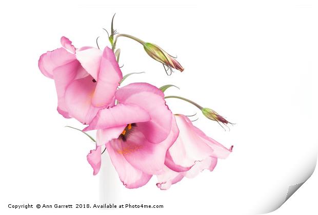 Pink Lisianthus Print by Ann Garrett