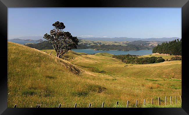 Coromandel View Framed Print by Gill Allcock