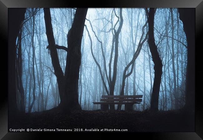 Wooden bench and foggy autumn forest Framed Print by Daniela Simona Temneanu
