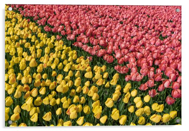 Bicolor tulipes Acrylic by Ankor Light
