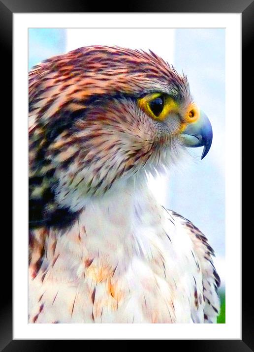 Bird of Prey Framed Mounted Print by Andy Evans Photos