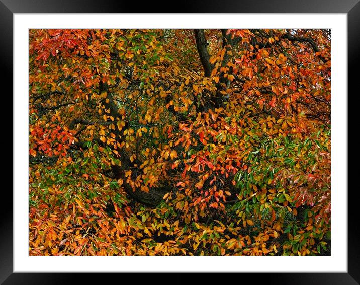 Autumn tree Framed Mounted Print by Victor Burnside