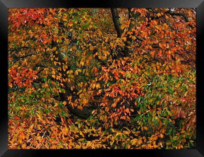 Autumn tree Framed Print by Victor Burnside