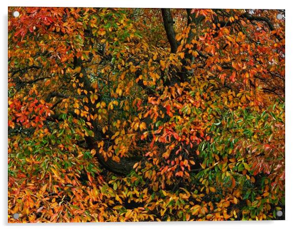 Autumn tree Acrylic by Victor Burnside
