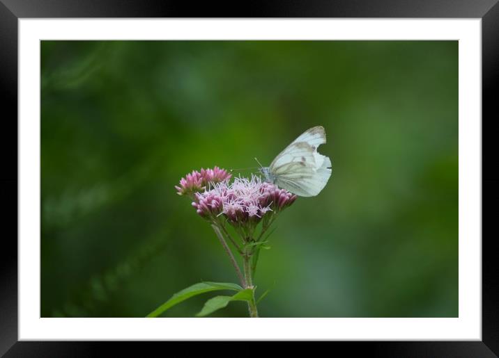 Flower and the butterfly Framed Mounted Print by Alexia Miles
