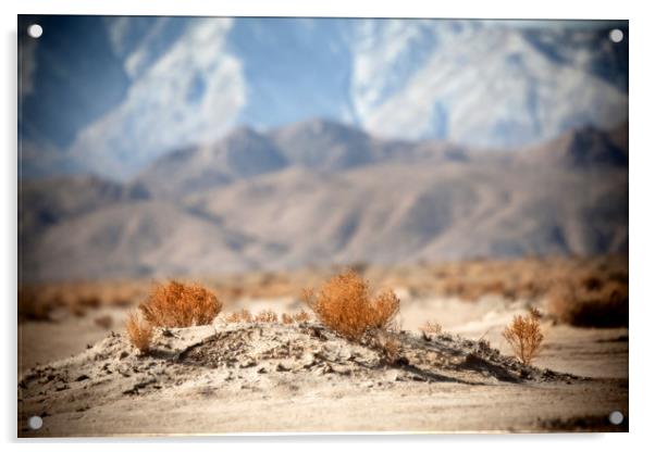 Desert Flora Acrylic by David Hare