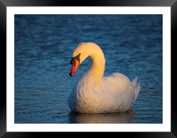 Swan First Light Framed Mounted Print by Clive Eariss