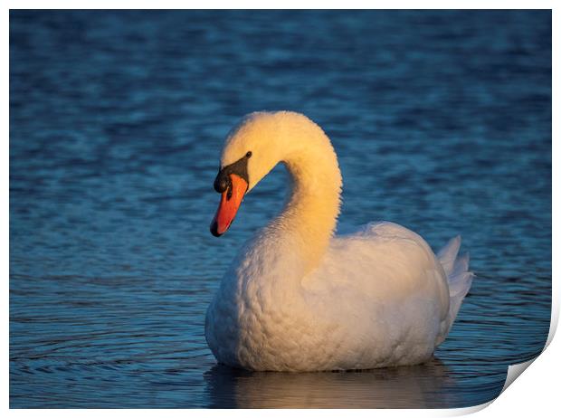 Swan First Light Print by Clive Eariss
