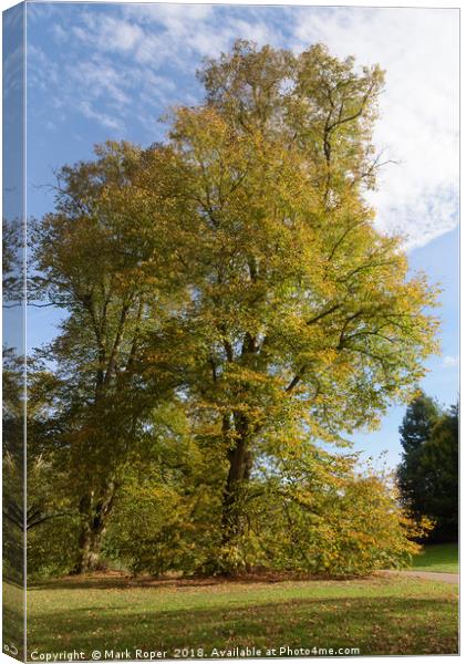 Tree with beautiful autumn colours at Nowton Park Canvas Print by Mark Roper