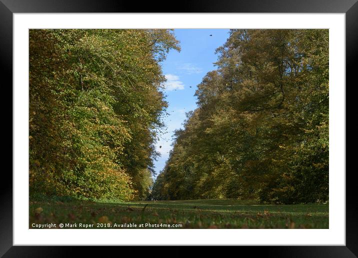 Leaves falling in autumn at Lime Avenue, Nowton Pa Framed Mounted Print by Mark Roper