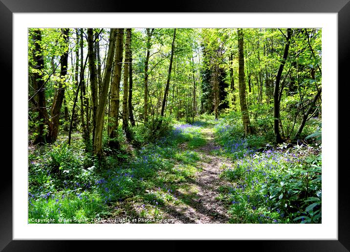 Bluebell wood Framed Mounted Print by Lee Sulsh