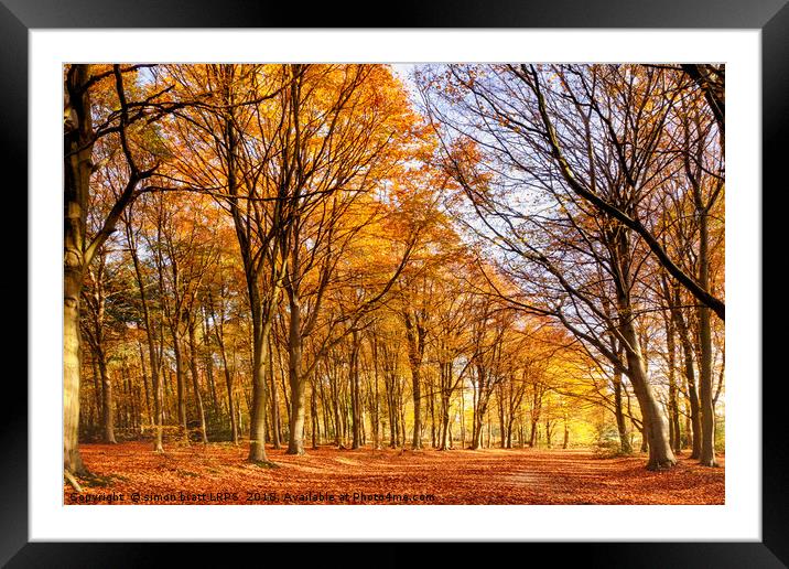 Ancient woodland in full autumn fall colors Framed Mounted Print by Simon Bratt LRPS